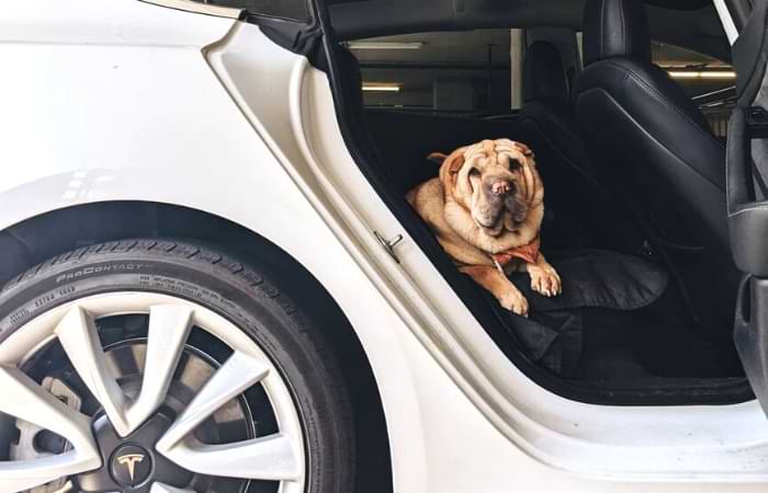 Best Tesla Dog Seat Cover